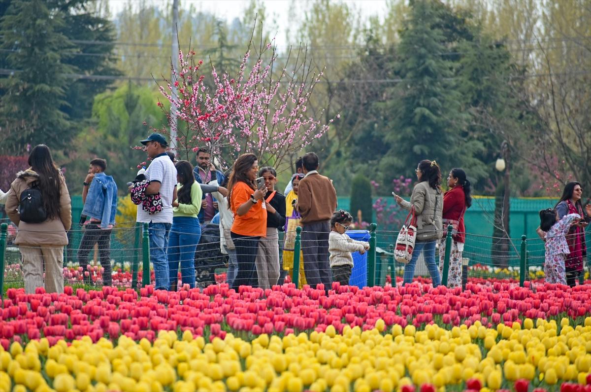 Asya'nın en büyük lale bahçesi, Hindistan'da ziyarete açıldı