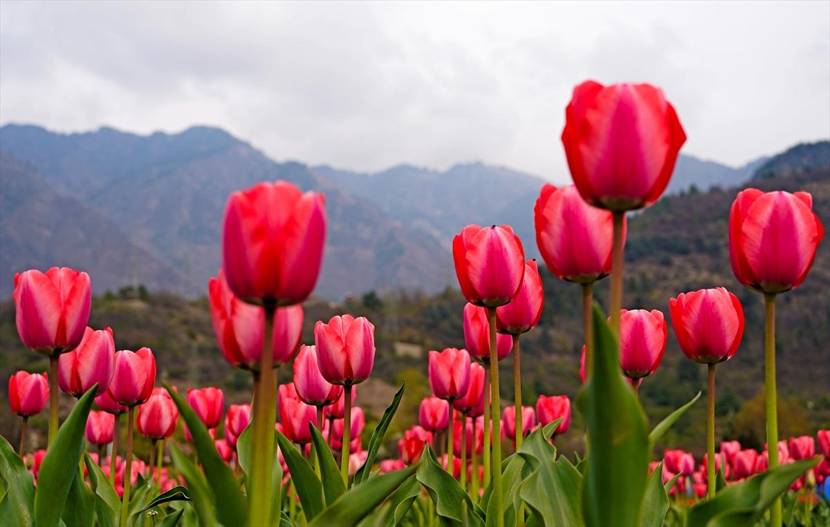 Asya'nın en büyük lale bahçesi, Hindistan'da ziyarete açıldı
