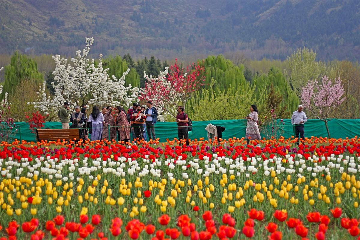 Asya'nın en büyük lale bahçesi, Hindistan'da ziyarete açıldı
