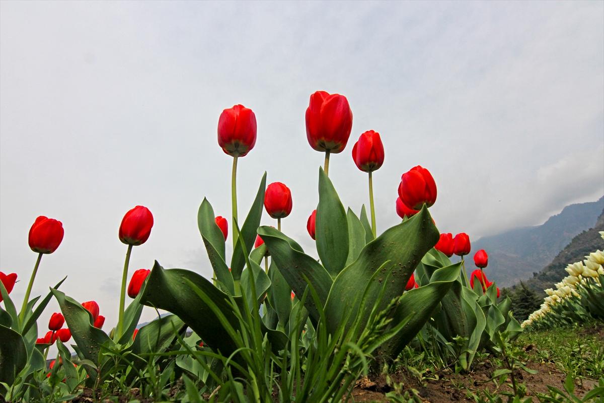 Asya'nın en büyük lale bahçesi, Hindistan'da ziyarete açıldı