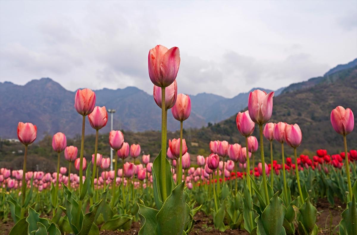 Asya'nın en büyük lale bahçesi, Hindistan'da ziyarete açıldı