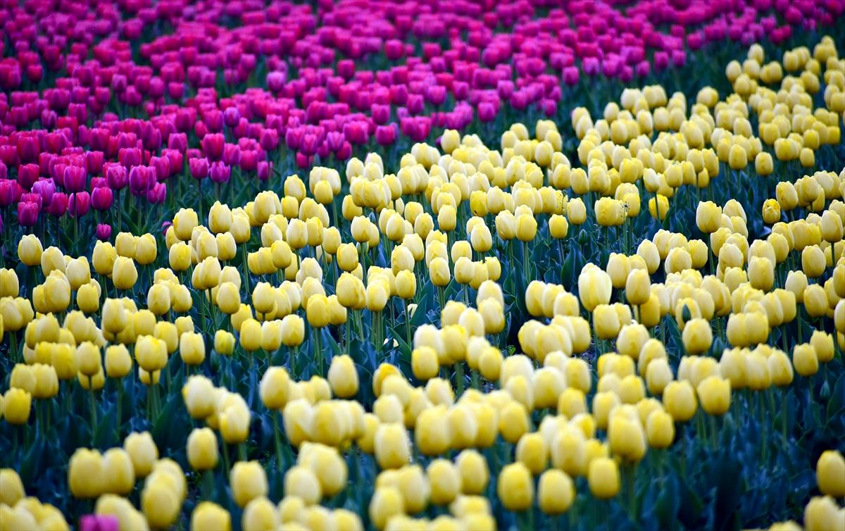 Asya'nın en büyük lale bahçesi, Hindistan'da ziyarete açıldı