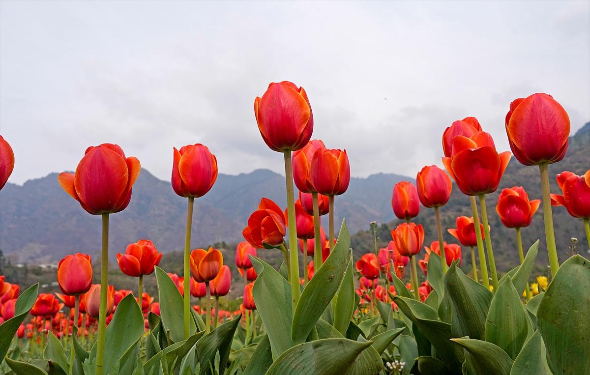 Asya'nın en büyük lale bahçesi, Hindistan'da ziyarete açıldı