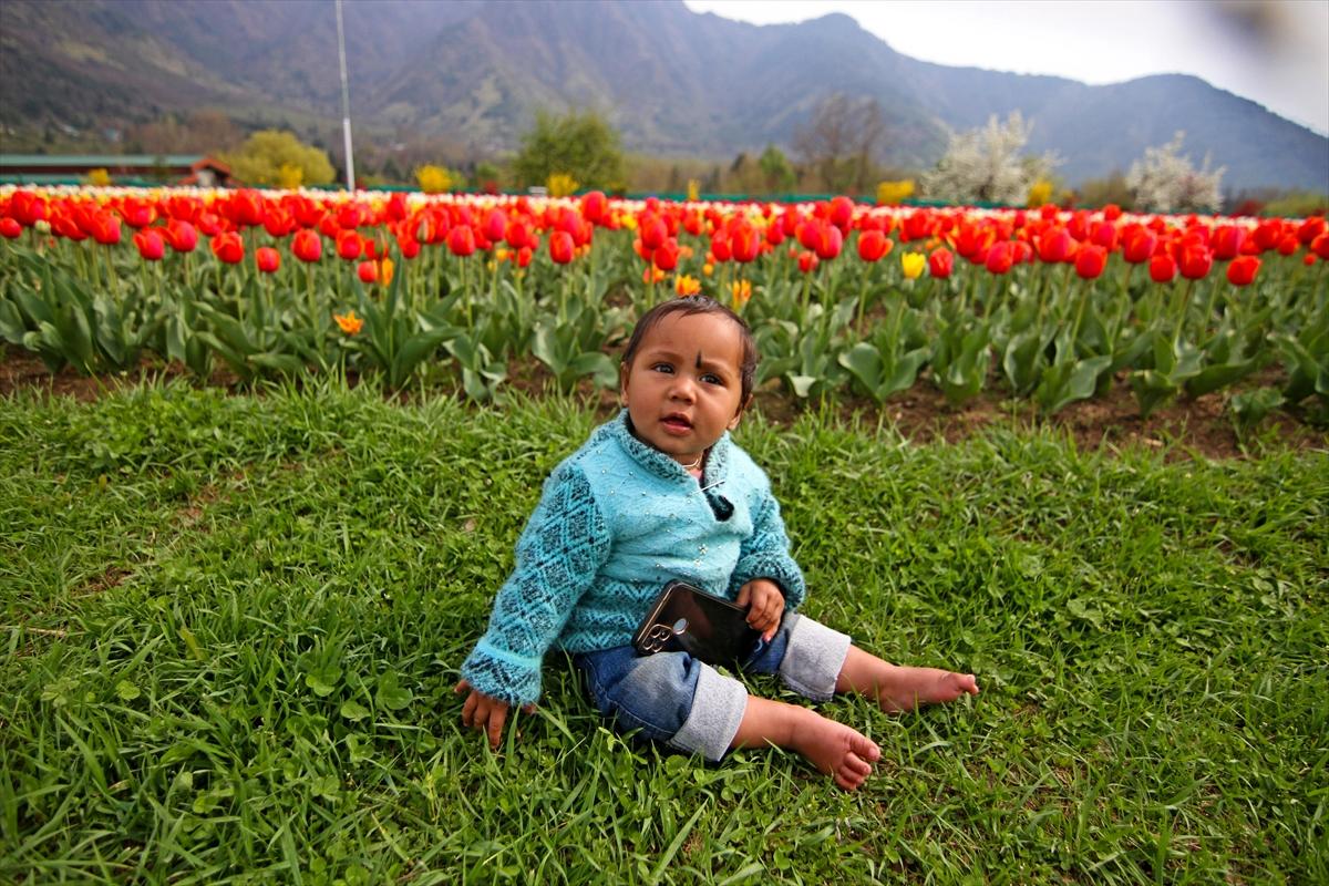 Asya'nın en büyük lale bahçesi, Hindistan'da ziyarete açıldı