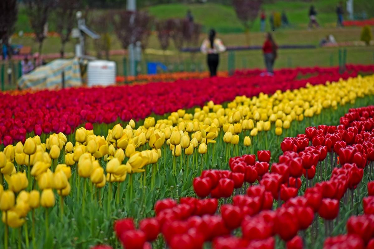 Asya'nın en büyük lale bahçesi, Hindistan'da ziyarete açıldı