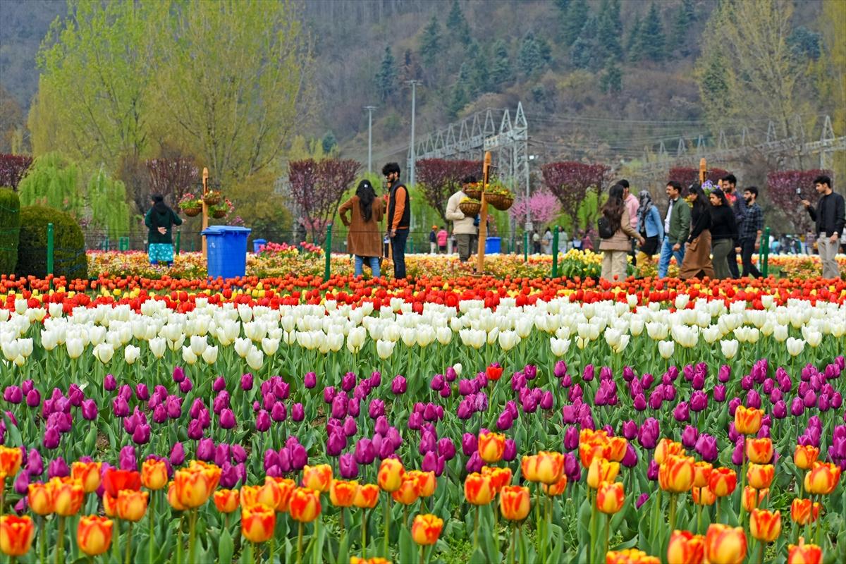 Asya'nın en büyük lale bahçesi, Hindistan'da ziyarete açıldı
