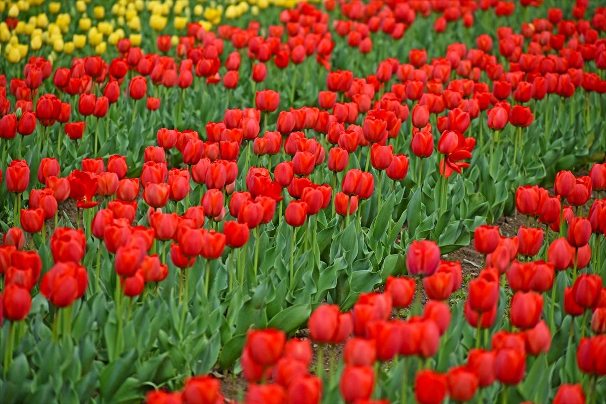 Asya'nın en büyük lale bahçesi, Hindistan'da ziyarete açıldı