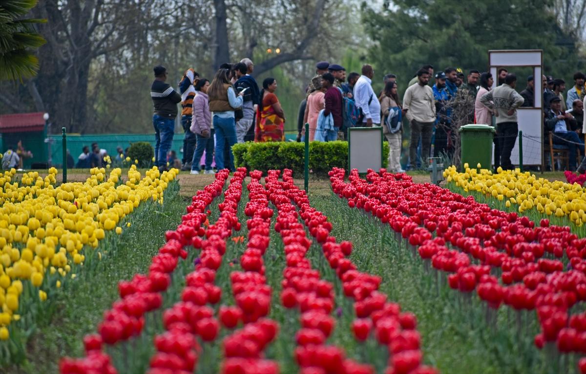 Asya'nın en büyük lale bahçesi, Hindistan'da ziyarete açıldı