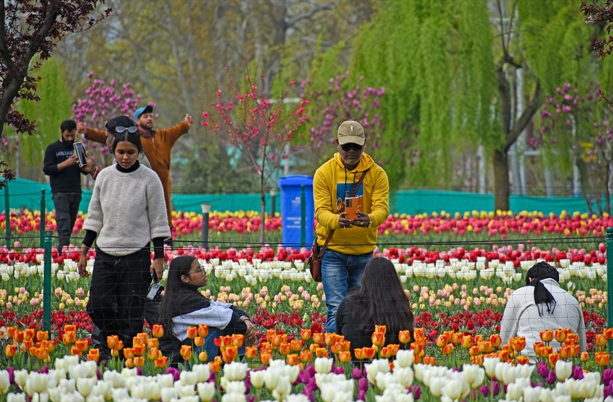 Asya'nın en büyük lale bahçesi, Hindistan'da ziyarete açıldı
