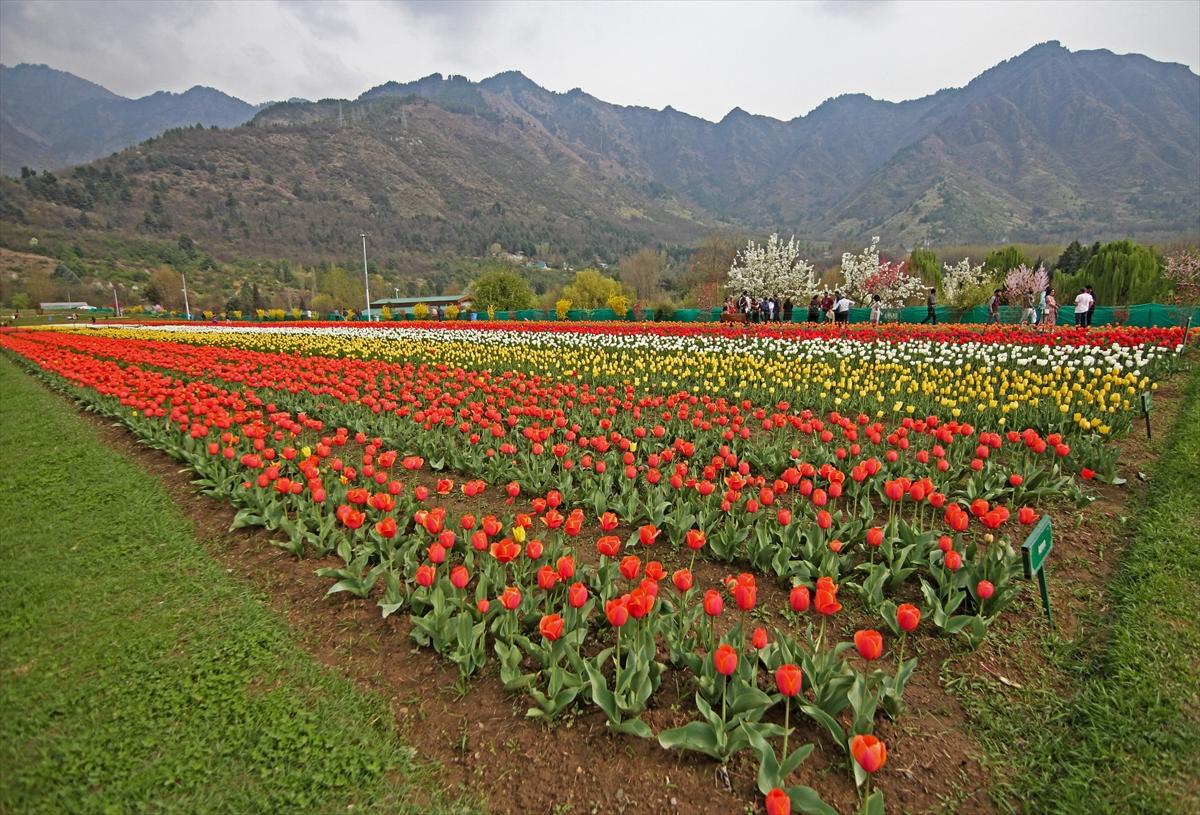 Asya'nın en büyük lale bahçesi, Hindistan'da ziyarete açıldı