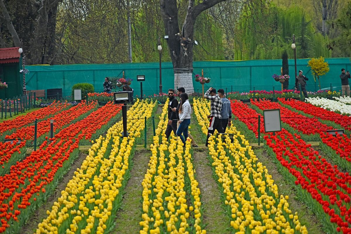 Asya'nın en büyük lale bahçesi, Hindistan'da ziyarete açıldı