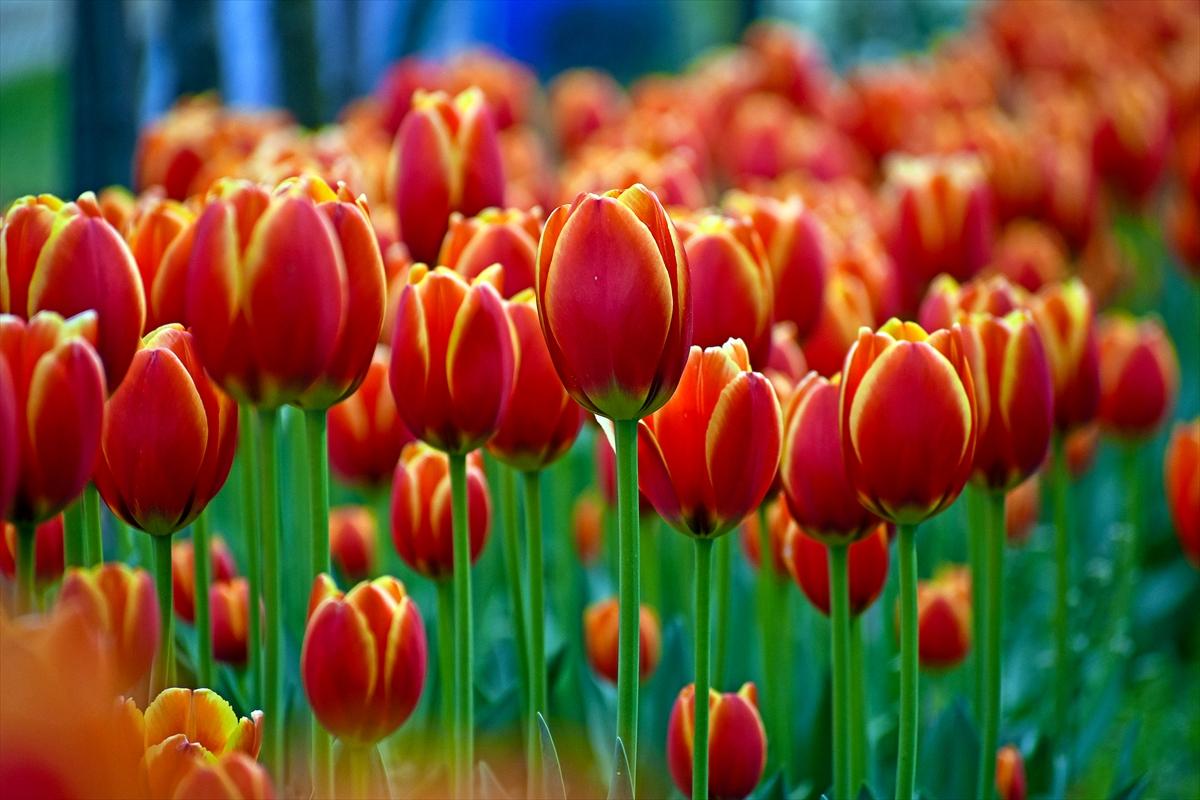 Asya'nın en büyük lale bahçesi, Hindistan'da ziyarete açıldı