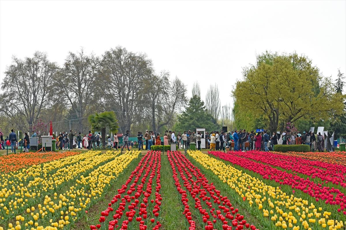 Asya'nın en büyük lale bahçesi, Hindistan'da ziyarete açıldı