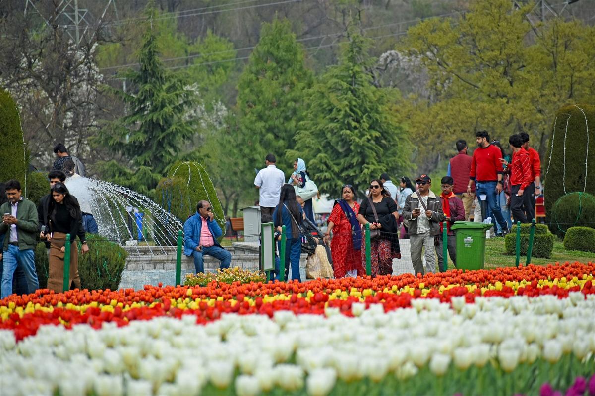Asya'nın en büyük lale bahçesi, Hindistan'da ziyarete açıldı
