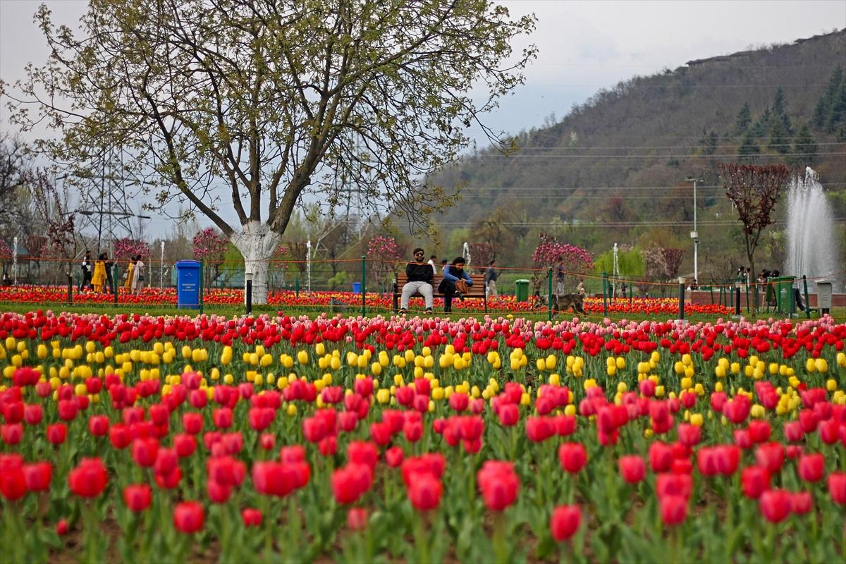 Asya'nın en büyük lale bahçesi, Hindistan'da ziyarete açıldı