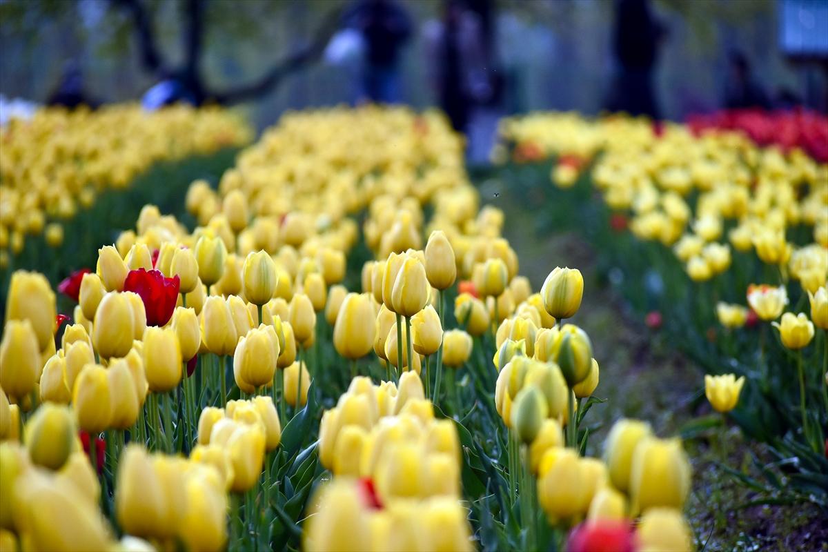 Asya'nın en büyük lale bahçesi, Hindistan'da ziyarete açıldı