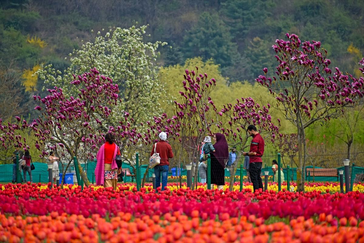 Asya'nın en büyük lale bahçesi, Hindistan'da ziyarete açıldı