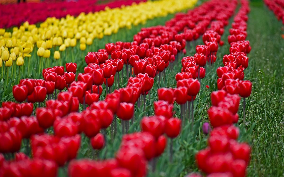 Asya'nın en büyük lale bahçesi, Hindistan'da ziyarete açıldı