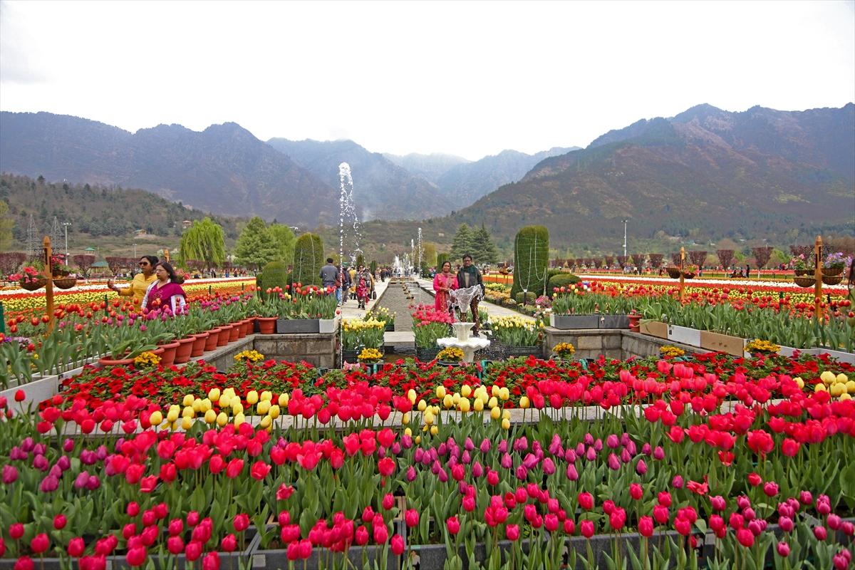 Asya'nın en büyük lale bahçesi, Hindistan'da ziyarete açıldı