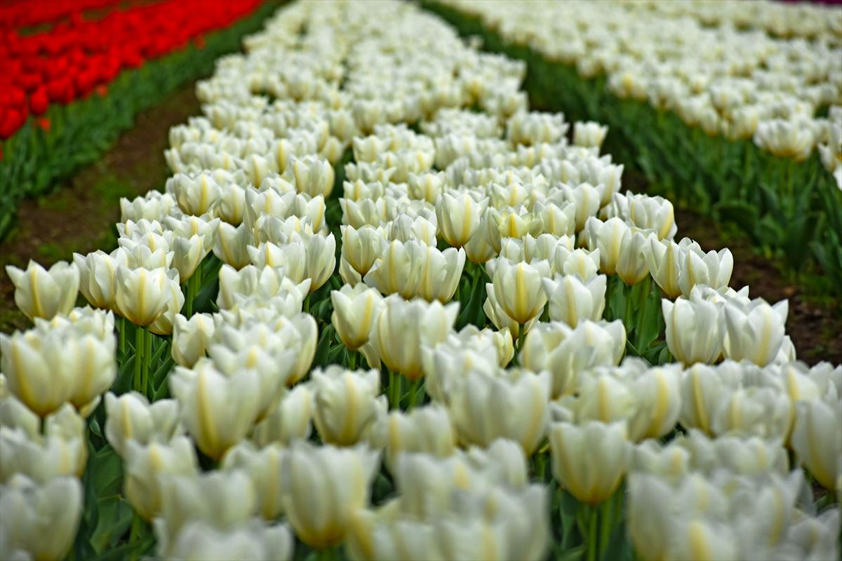 Asya'nın en büyük lale bahçesi, Hindistan'da ziyarete açıldı