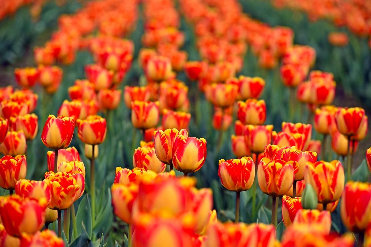 Asya'nın en büyük lale bahçesi, Hindistan'da ziyarete açıldı