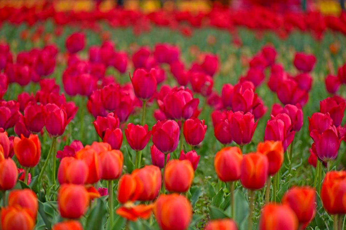 Asya'nın en büyük lale bahçesi, Hindistan'da ziyarete açıldı