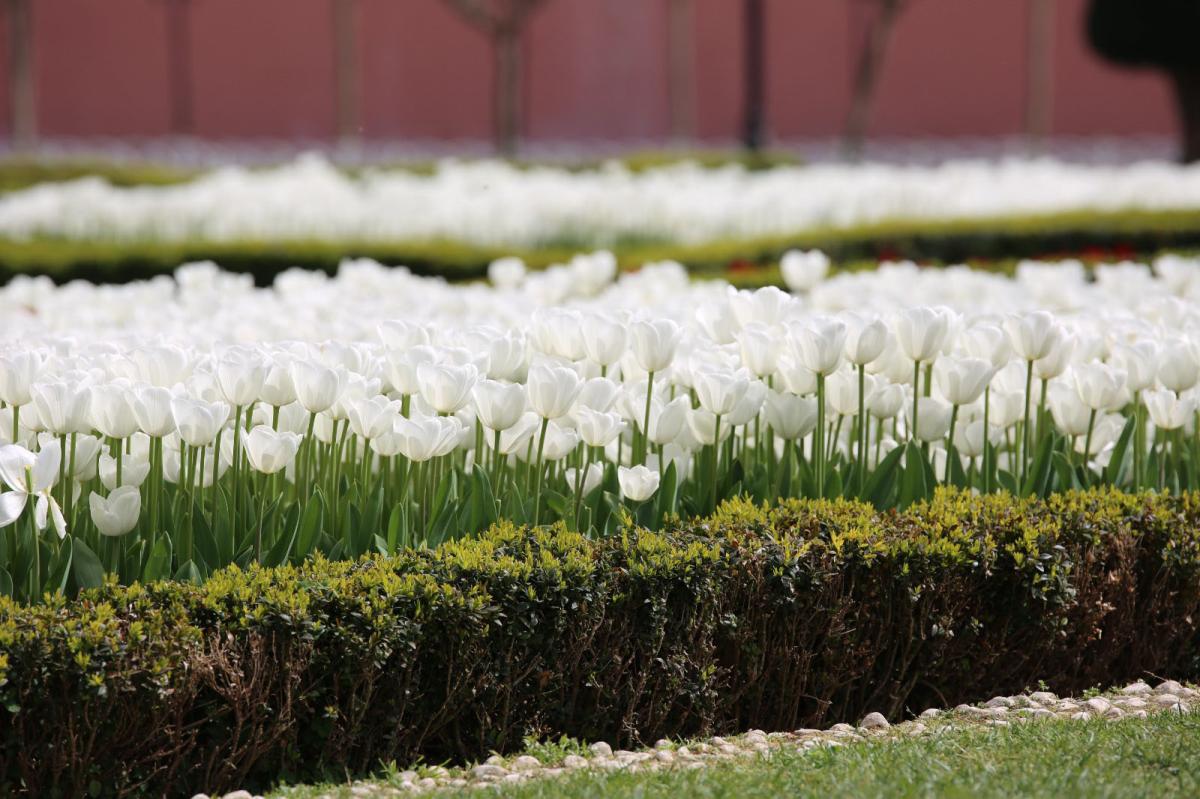 İstanbul'da 'lale şenliği' başladı