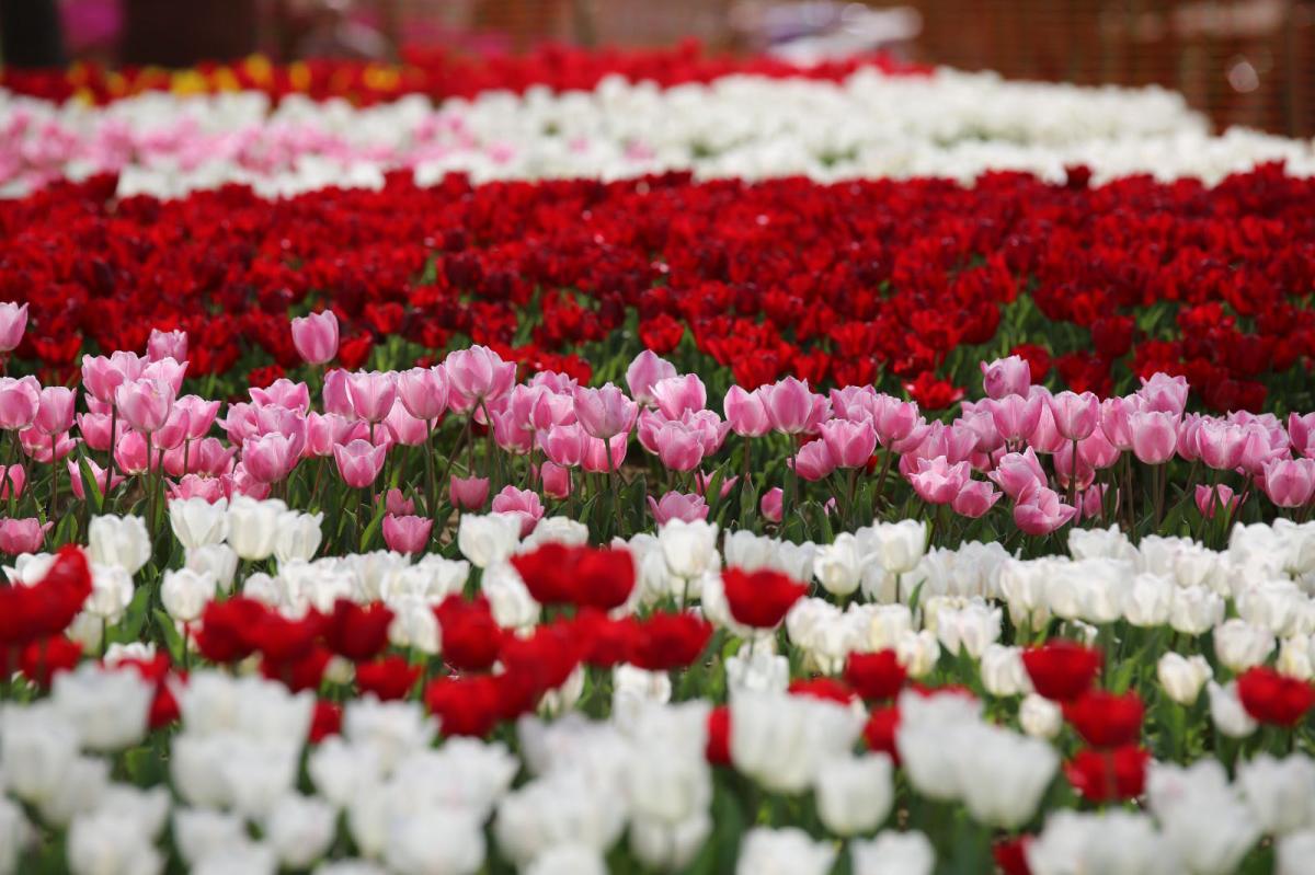 İstanbul'da 'lale şenliği' başladı
