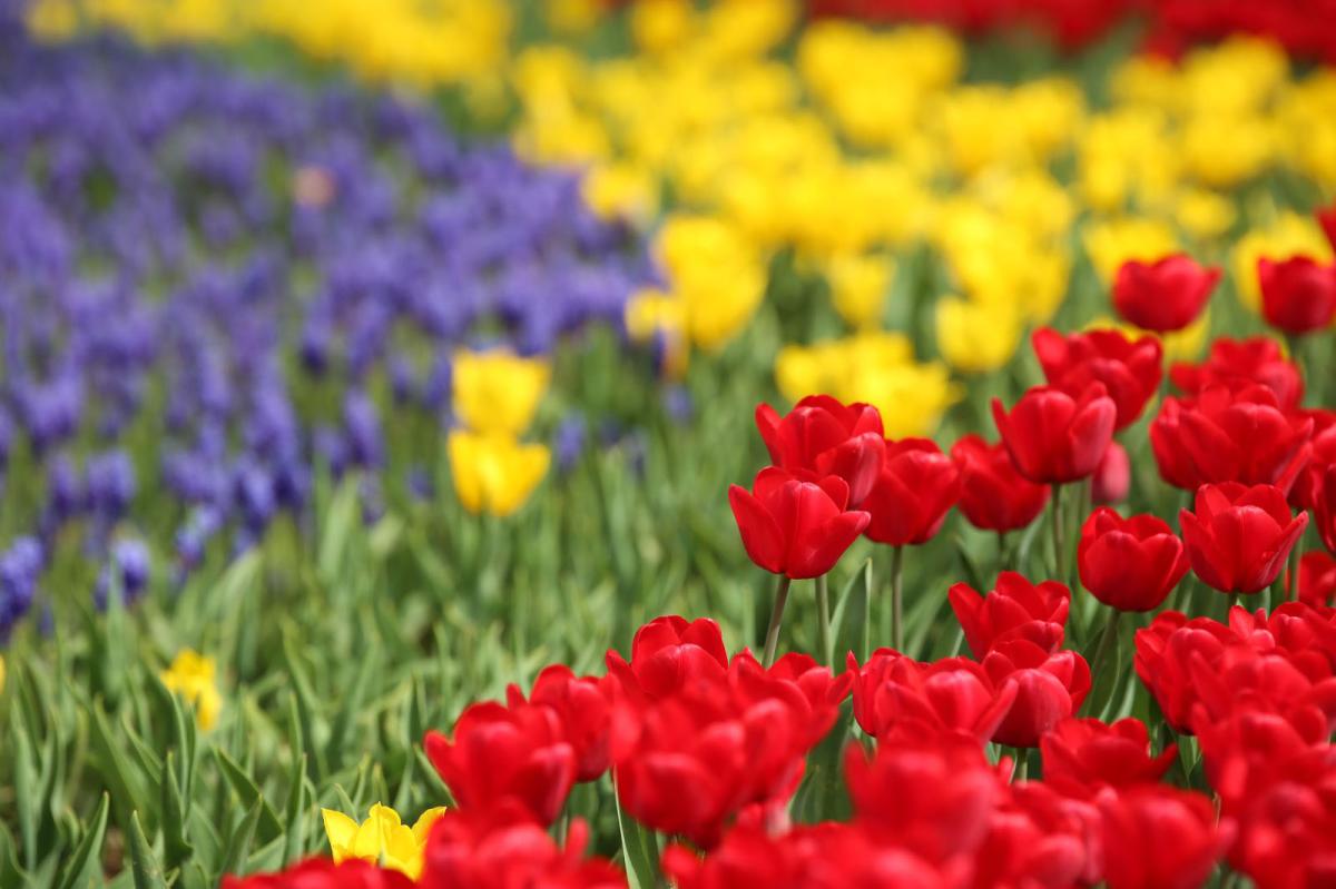 İstanbul'da 'lale şenliği' başladı