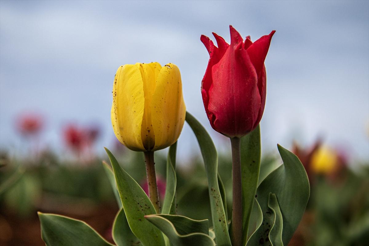 Karaman'da lale bahçesi ziyarete açıldı