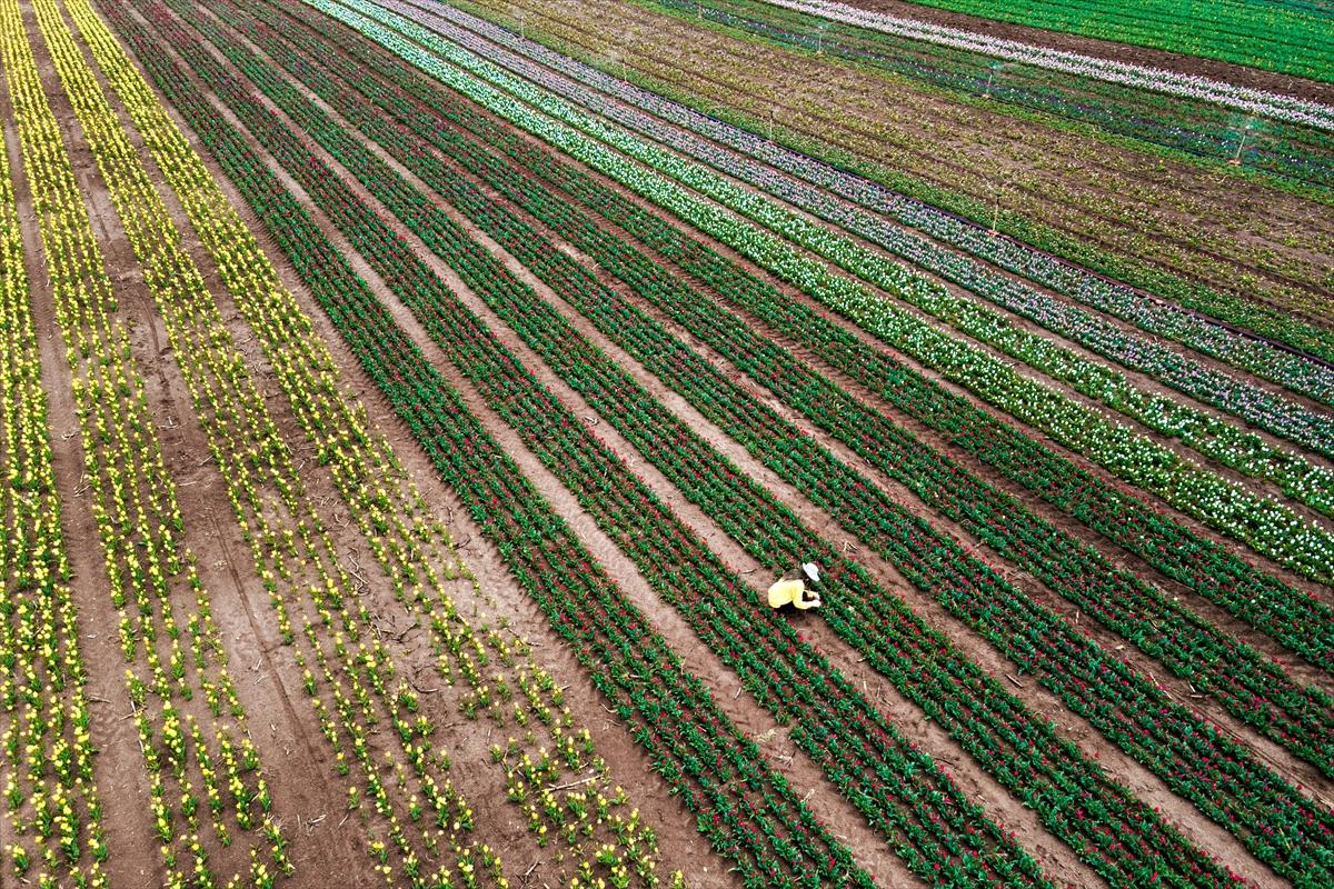Karaman'da lale bahçesi ziyarete açıldı