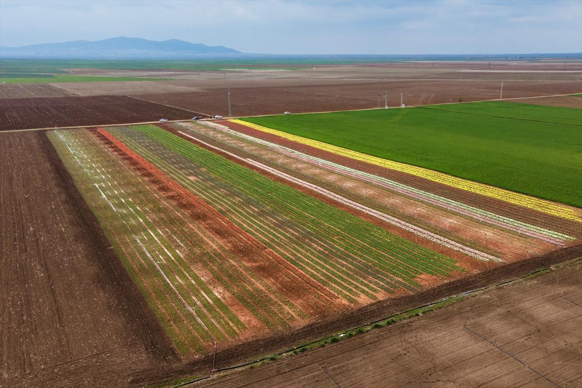 Karaman'da lale bahçesi ziyarete açıldı