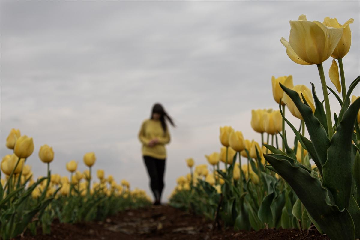 Karaman'da lale bahçesi ziyarete açıldı