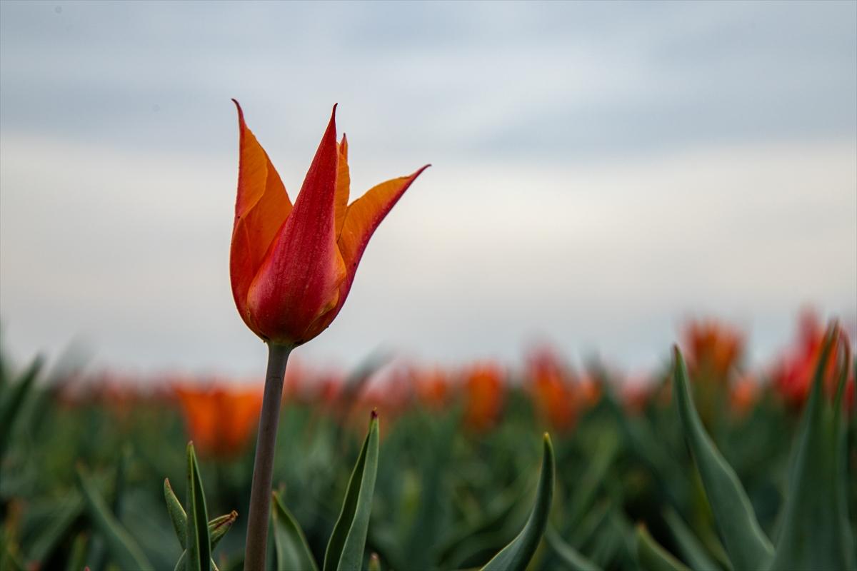 Karaman'da lale bahçesi ziyarete açıldı