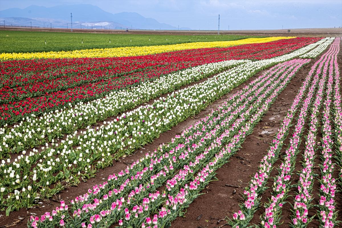 Karaman'da lale bahçesi ziyarete açıldı