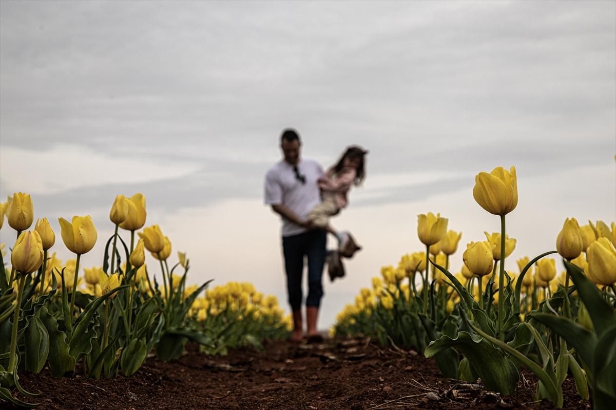 Karaman'da lale bahçesi ziyarete açıldı