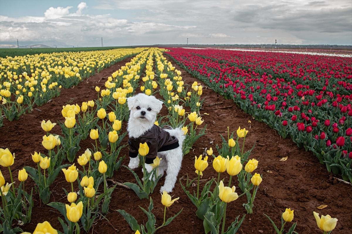 Karaman'da lale bahçesi ziyarete açıldı