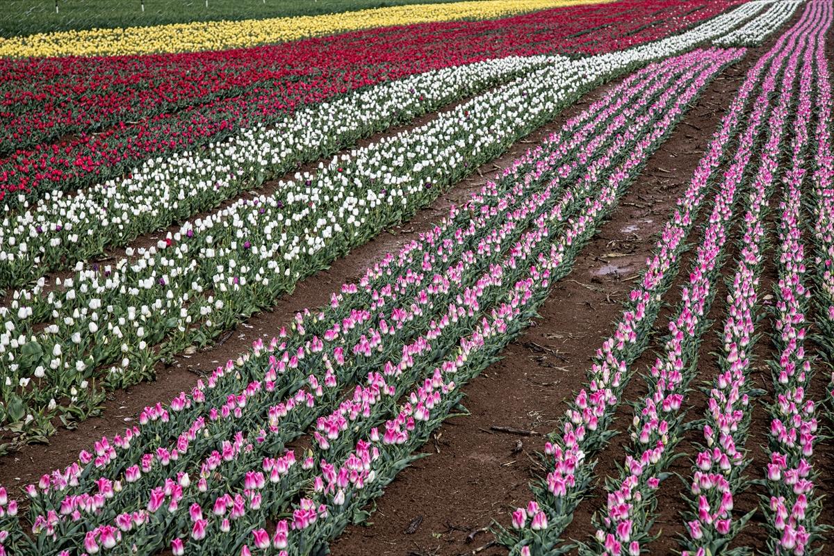 Karaman'da lale bahçesi ziyarete açıldı