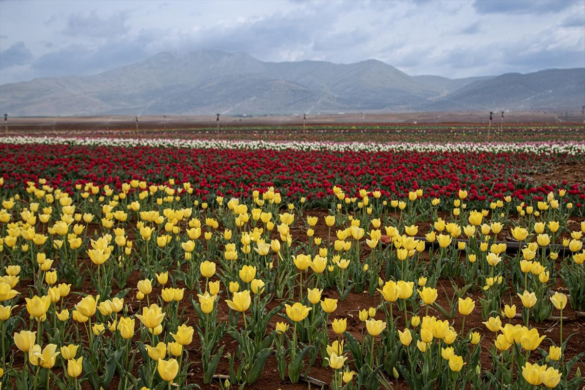 Karaman'da lale bahçesi ziyarete açıldı