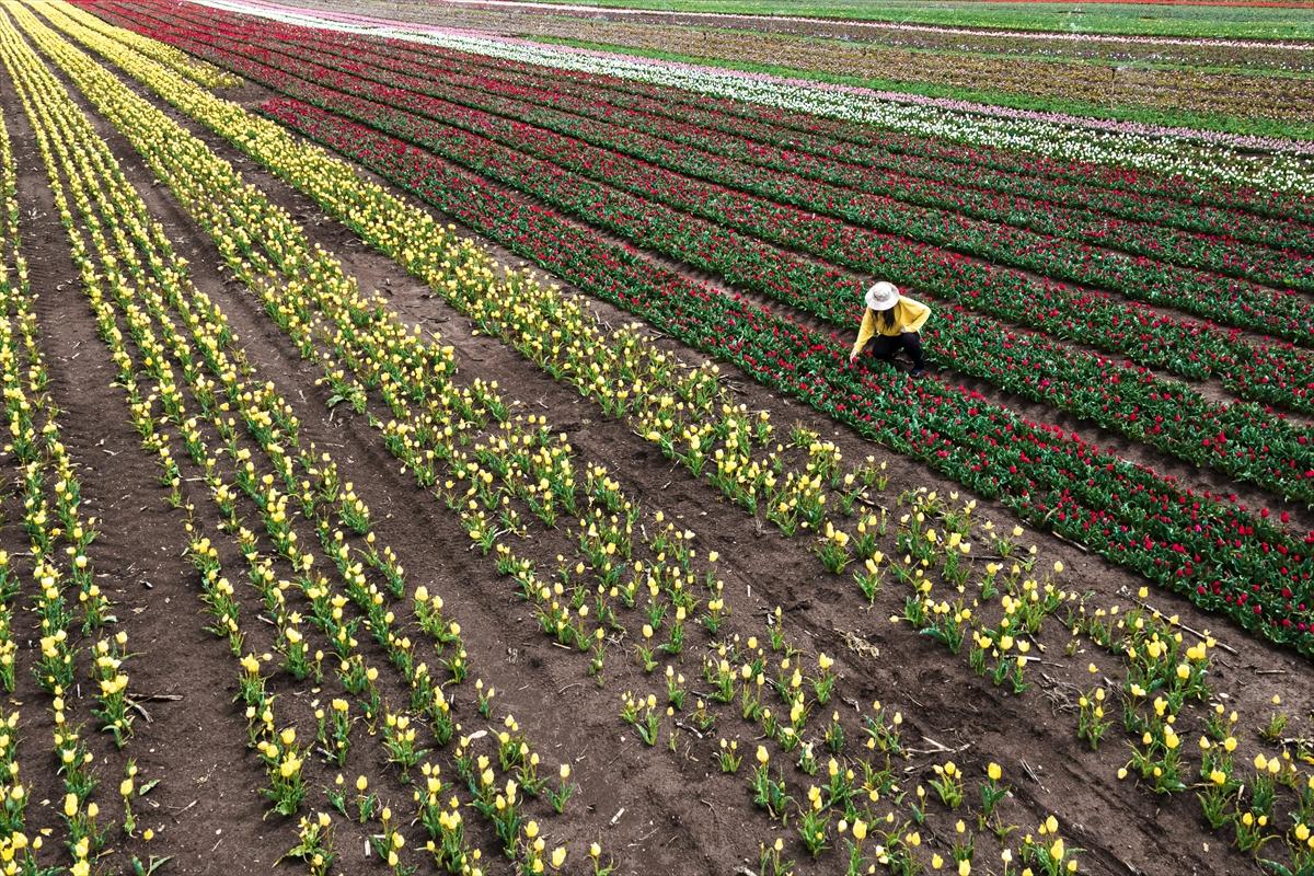 Karaman'da lale bahçesi ziyarete açıldı