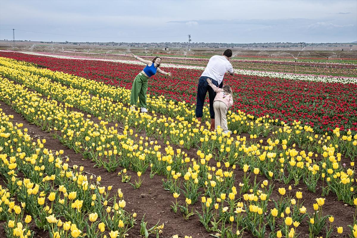 Karaman'da lale bahçesi ziyarete açıldı