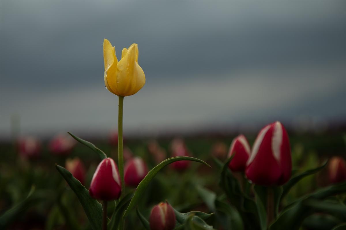 Karaman'da lale bahçesi ziyarete açıldı