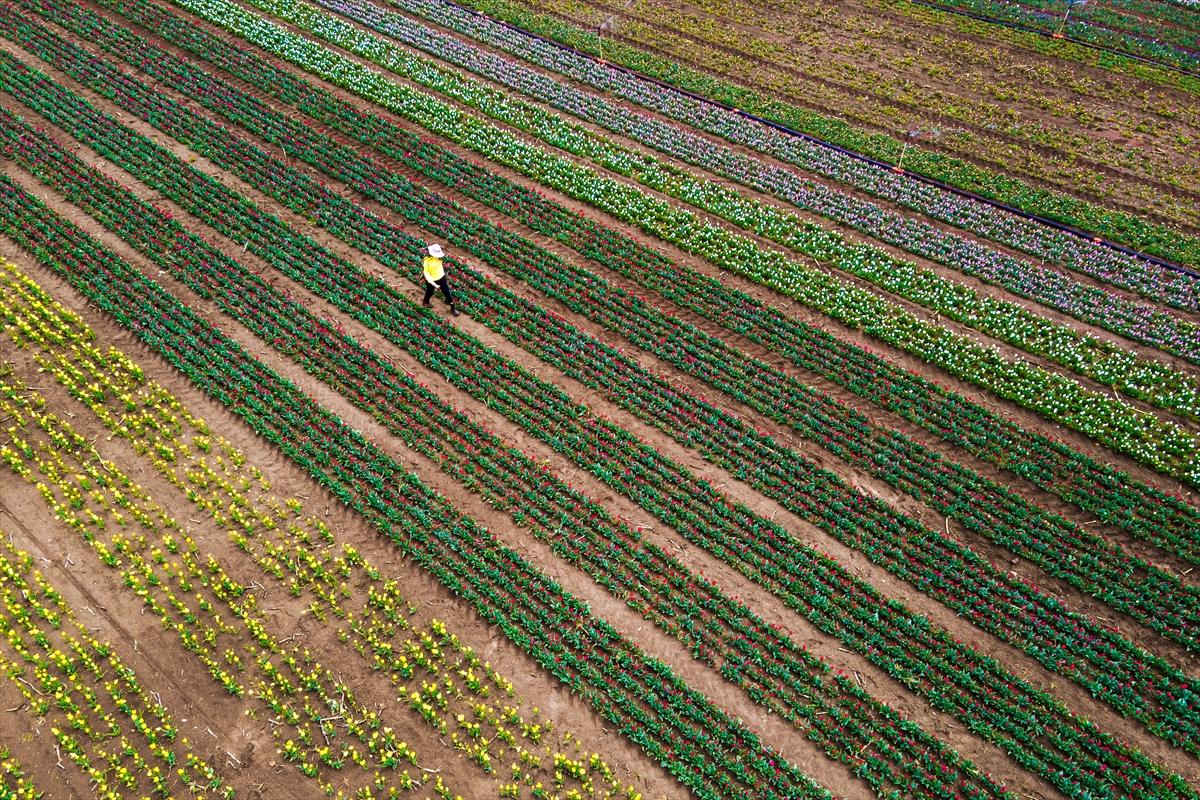 Karaman'da lale bahçesi ziyarete açıldı