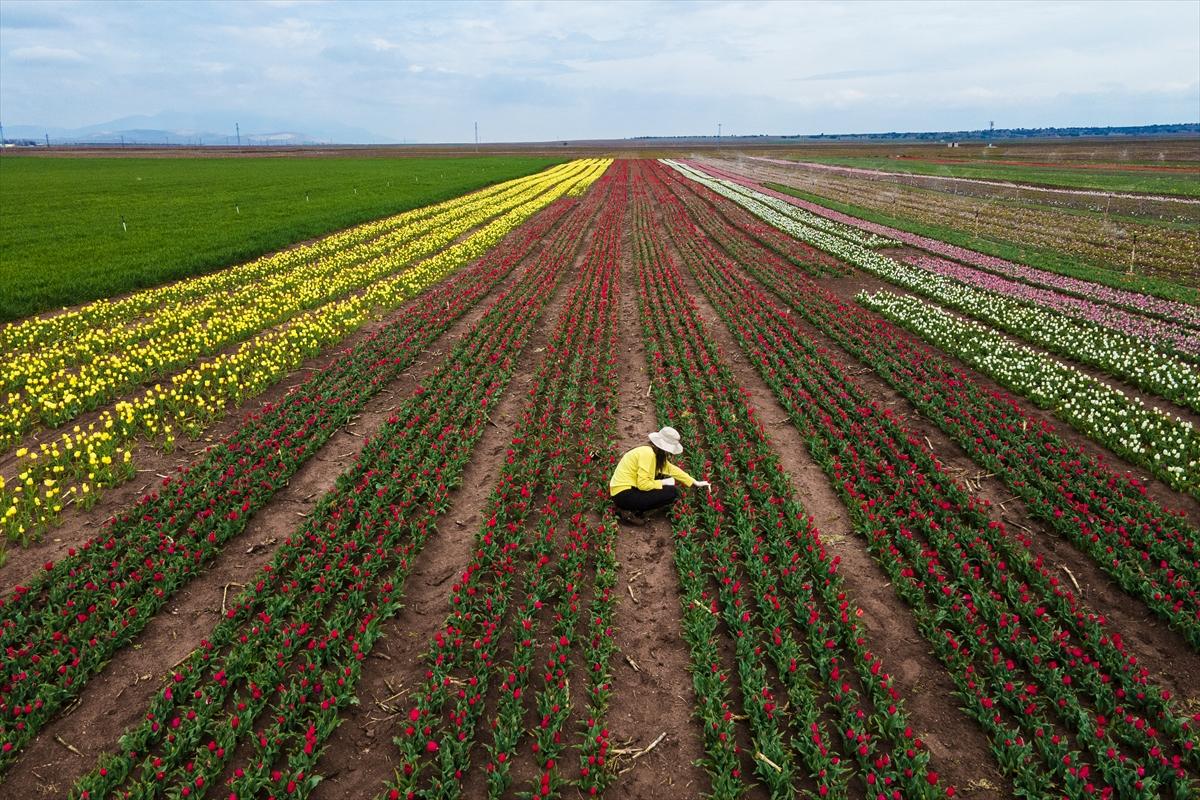 Karaman'da lale bahçesi ziyarete açıldı