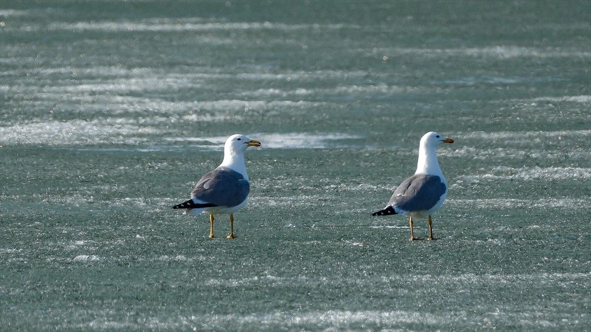Kars'ta Çıldır Gölü'nün üzerindeki buzlar erimeye başladı