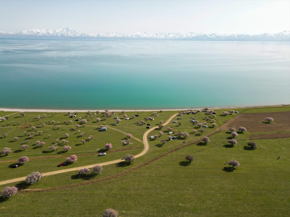 Van Gölü'nde ağaçlar çiçek açtı: Kıyılar baharın renklerine büründü