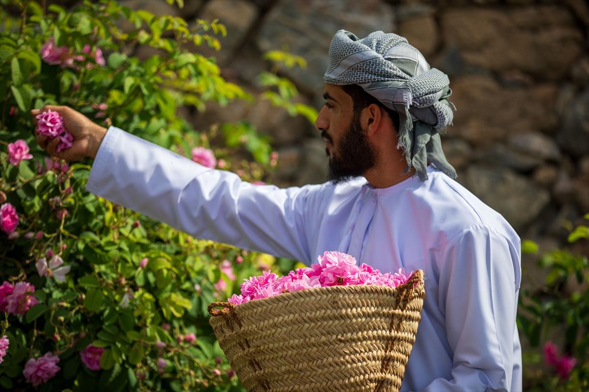 Umman'da gül hasadından renkli görüntüler ortaya çıktı