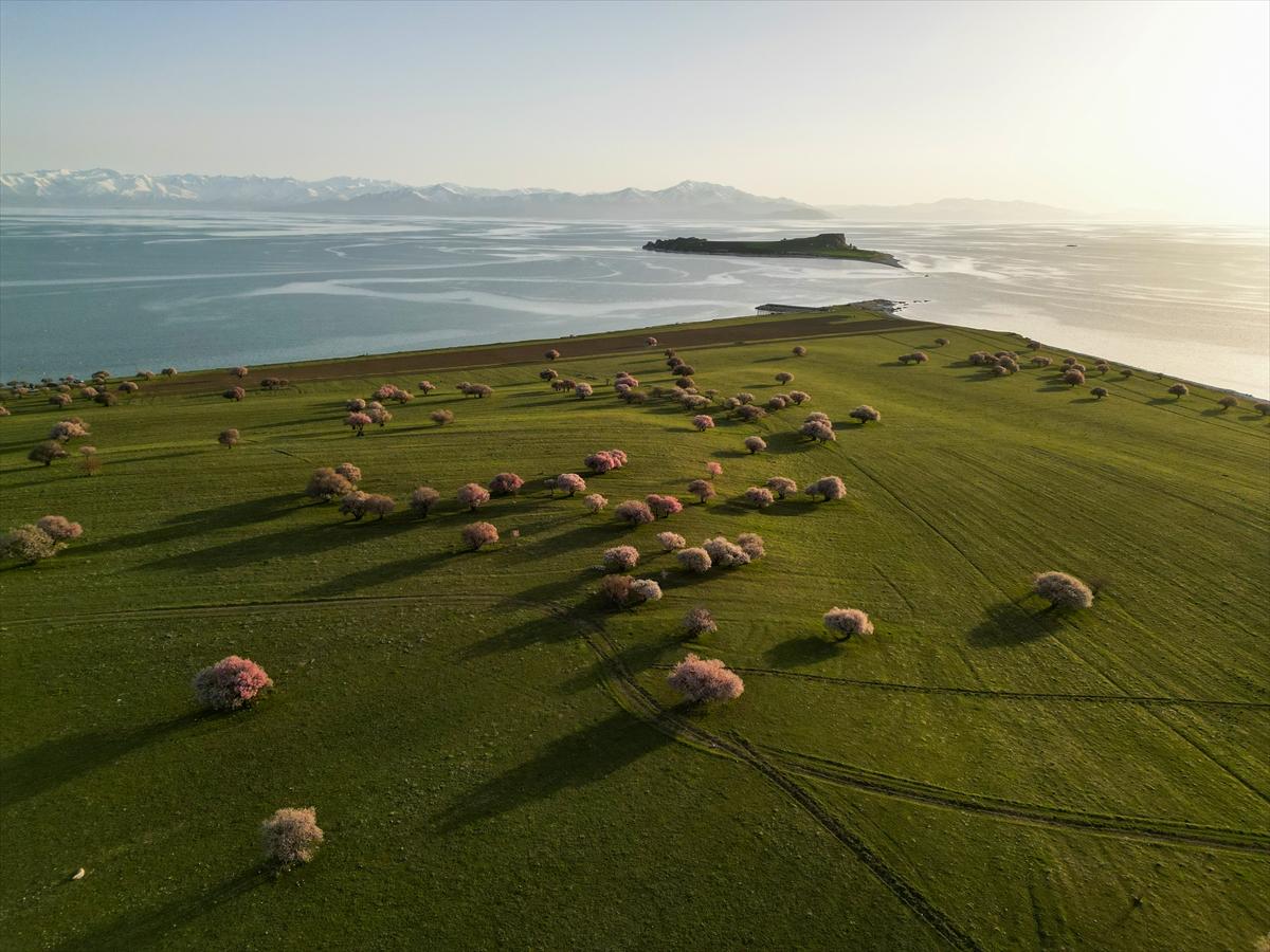 Van Gölü'nde ağaçlar çiçek açtı: Kıyılar baharın renklerine büründü