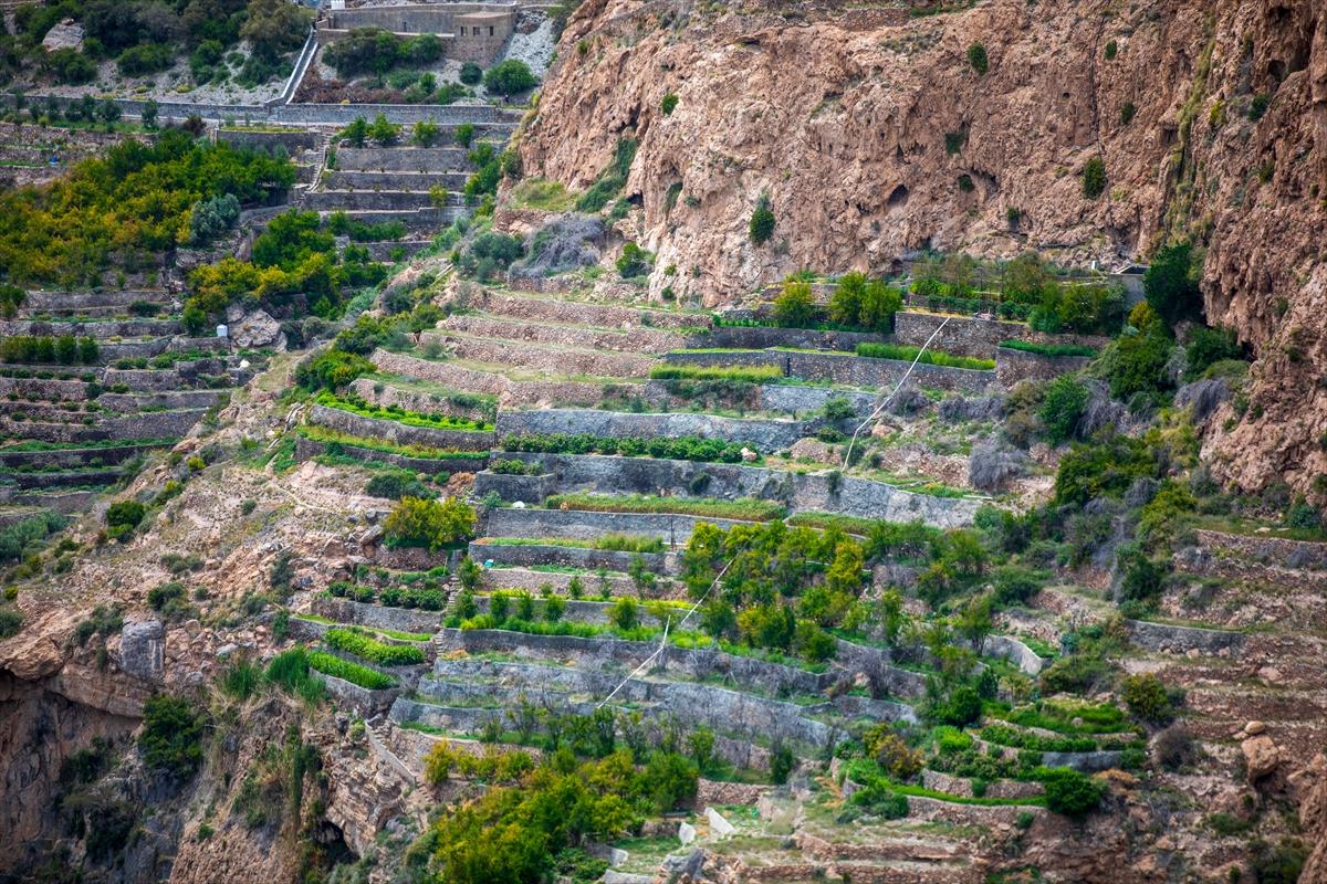 Umman'da gül hasadından renkli görüntüler ortaya çıktı