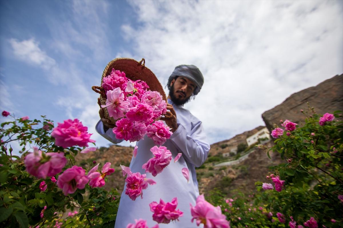 Umman'da gül hasadından renkli görüntüler ortaya çıktı